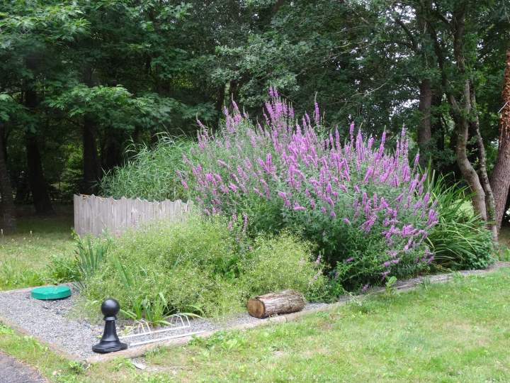 Assainissement naturel Vay
